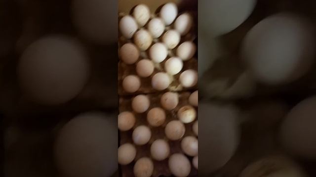 Инкубационное яйцо Индейки Тяжелого кросса Биг6