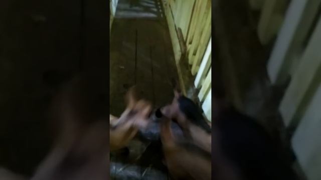 Чешские козлики линия JAVOR смотреть онлайн