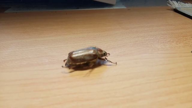 Майский жук после зимней спячки. смотреть онлайн