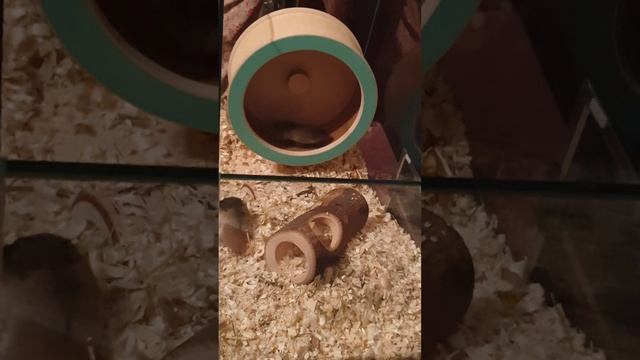 Зайсанская слепушонка (лат. Ellobius tancrei), или восточная слепушонка. Бег в колесе. смотреть онлайн