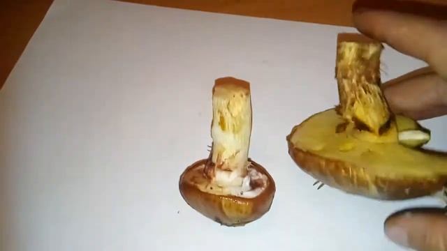 Съедобный гриб маслёнок поздний. смотреть онлайн