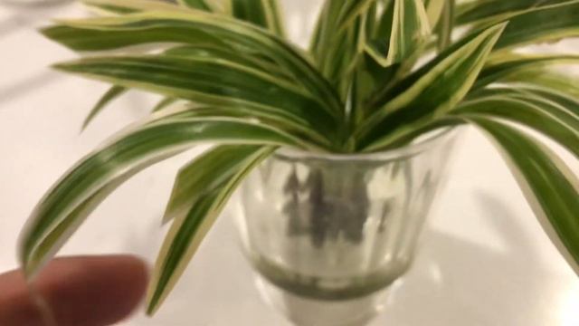Spider Plants (Chlorophytum Comosum) In Water Culture & Semi Hydro