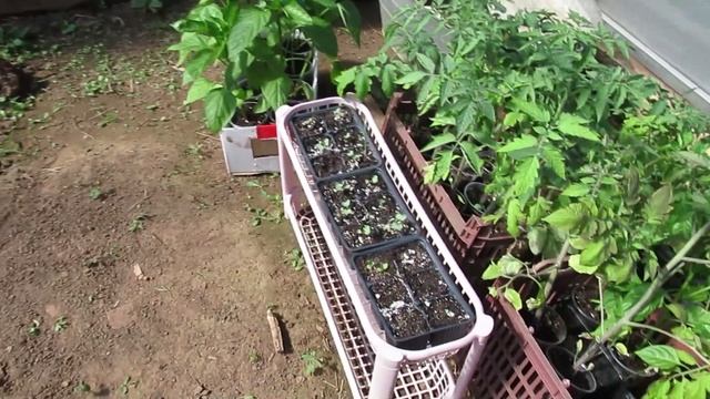 Посадка рассады томатов в теплицу открывает дачный сезон смотреть онлайн