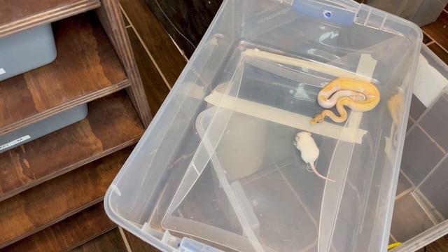 Warning ⚠️ live feeding Banana ? pied ? ball Python ? Vs Rat ? смотреть онлайн