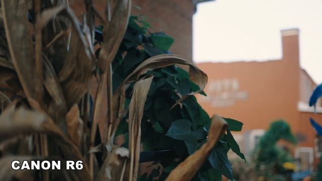 Canon R6. Быстрый грейдинг в Эдиусе. Пробы.