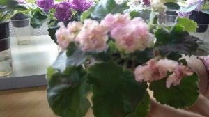 Удобрение для фиалок на фитильном поливе.Мои новые сорта.