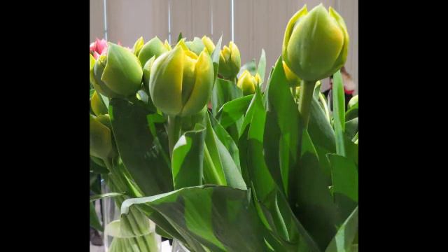 2019 03 30 Wilanów wystawa tulipanów cz 14 Yellow Pomponette смотреть онлайн