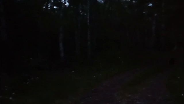 МОЖНО ЛИ НАУЧИТЬ РАБОТАТЬ ВЗРОСЛУЮ ЛАЙКУ?!! УРОКИ В ЛЕСУ! смотреть онлайн