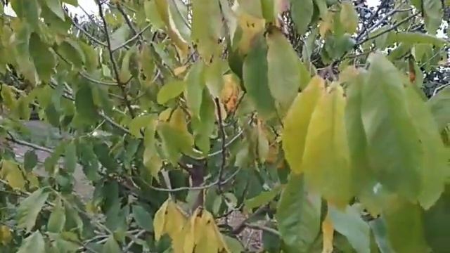 Когда созревают плоды бананового дерева Азимина Трилоба смотреть онлайн