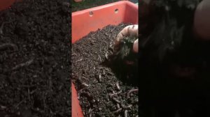 Конский навоз спустя две недели