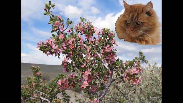 Дикие персики часть 3 смотреть онлайн