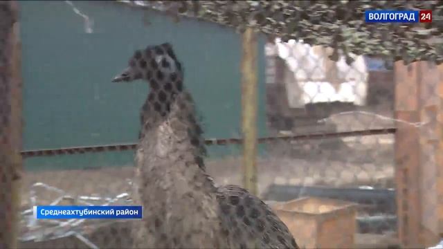 В КФХ Среднеахтубинского района создали мини-зоопарк