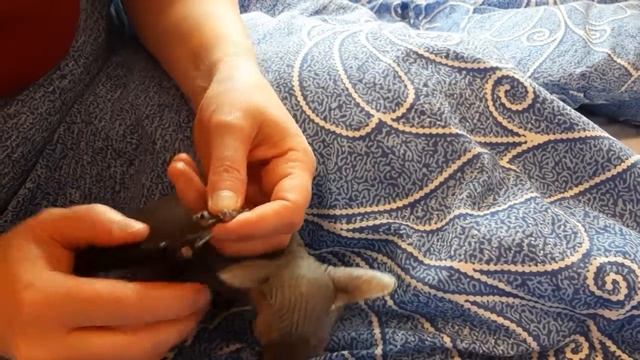 Канадские сфинксы, подстригаем котятам когти. смотреть онлайн