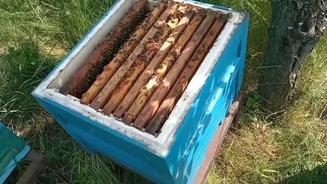 Разрыв гнезда. Мой противороевой метод, работает на все 100% смотреть онлайн