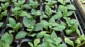 Состояние черенков петунии через неделю после черенкования.