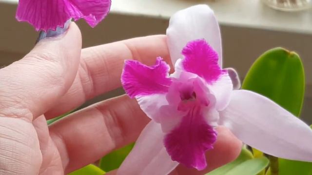 Cattleya Intermedia X L. Purpurata And Cattleya Intermedia Var Acquinii In Bloom