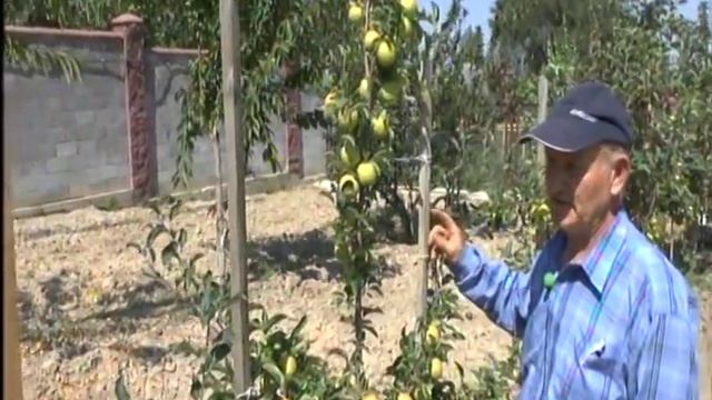 Сад интенсивного типа осенью (интервью №4) смотреть онлайн