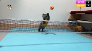 33 Котёнка - КОТЯТА ВОЛЕЙБОЛИСТЫ! СМЕШНЫЕ ЖИВОТНЫЕ!