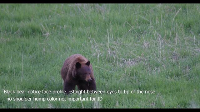 Black bear vs Grizzly bear - comparison смотреть онлайн