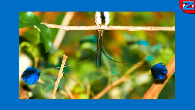 El COLIBRÍ MARAVILLOSO, ave hermosa смотреть онлайн