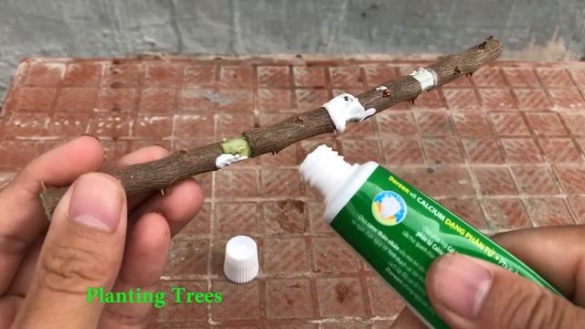 Try Propagating Bougainvillea By Simple Cuttings │Confetti