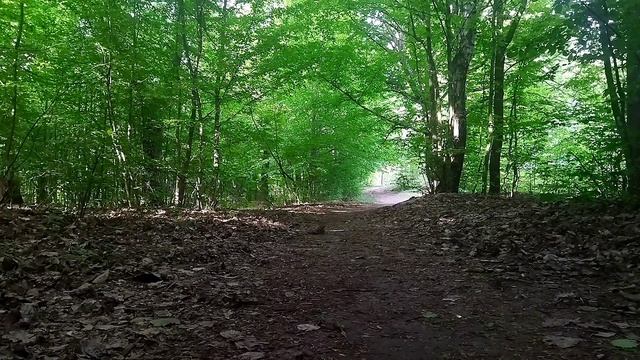 Звуки живой природы. Пение птиц в лесу смотреть онлайн