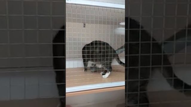Сима после капельниц. смотреть онлайн