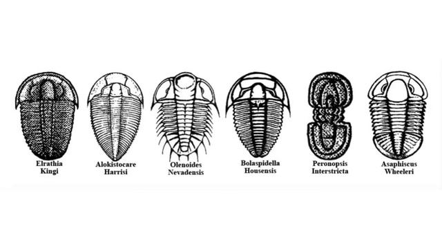 Trilobite Fossil Hunting Extravaganza! смотреть онлайн