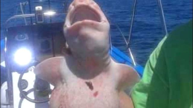 Рыбаки поймали акулу инопланетянина: толстую, розовую и со странными глазами смотреть онлайн