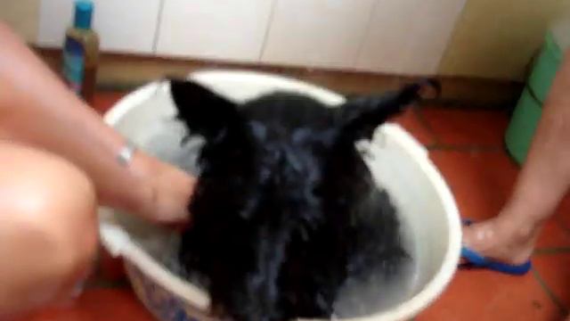 whisky no banho смотреть онлайн