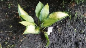 Хосты в саду. Старые и новые посадки с названиями.  #хосты #теневые #растения #август2020