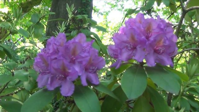 Крепость Haus Zu Haus, Ратинген, Германия, красота необыкновенная