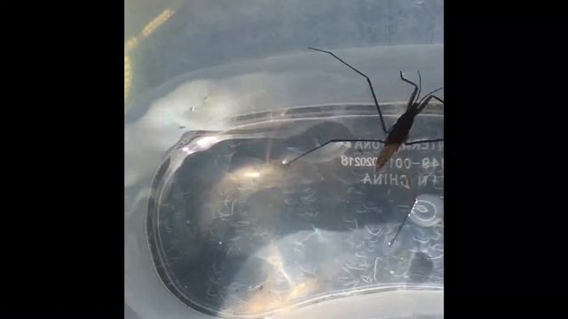 Gerridae (Water Strider)