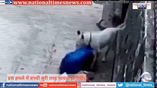 собака напала на девочку смотреть онлайн