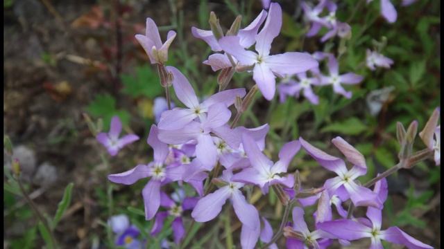 Ночные фиалки Night violets смотреть онлайн