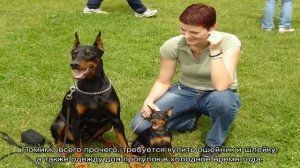 Мини-доберман (карликовый): как называется порода
