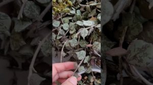 Хойя куртиси (hoya curtisii) и ее разновидности