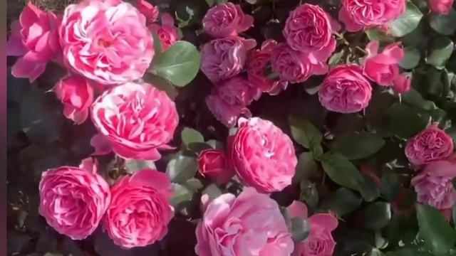 Роза Леонардо да Винчи: описание и отзывы смотреть онлайн