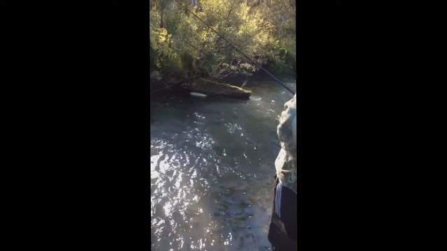 ЛОВЛЯ ХАРИУСА В МАЛЕНЬКОЙ ГОРНОЙ РЕКЕ В ШЕРЕГЕШЕ! смотреть онлайн