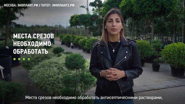 Обрезка деревьев: яблони, абрикоса, сосны