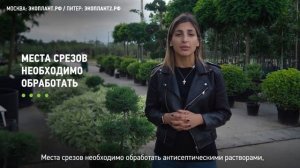 Как формировать  барбарис? Как правильно формировать крону кустарника барбарис?