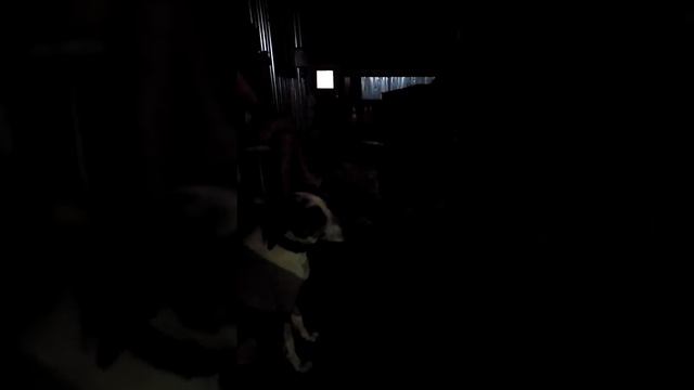 Собака которая умеет вести диалог с человеком. смотреть онлайн