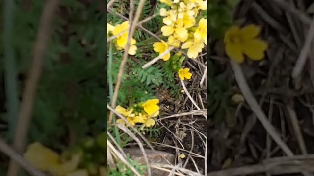 Желтые полевые цветочки.Подпишись если понравилось :) смотреть онлайн