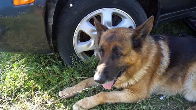 Limpiando El MOTOR 1JZ GTE TWIN TURBO 14 Años Abandonado con RATAS смотреть онлайн