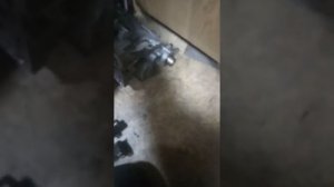 Ауди А6 С5 2.5 дизель выставление распредвалов