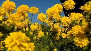 Золотые шары- Виталий Соломин