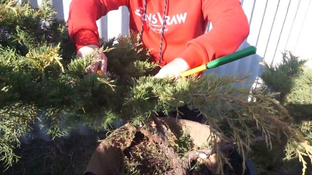 Садовый бонсай для начинающих! смотреть онлайн