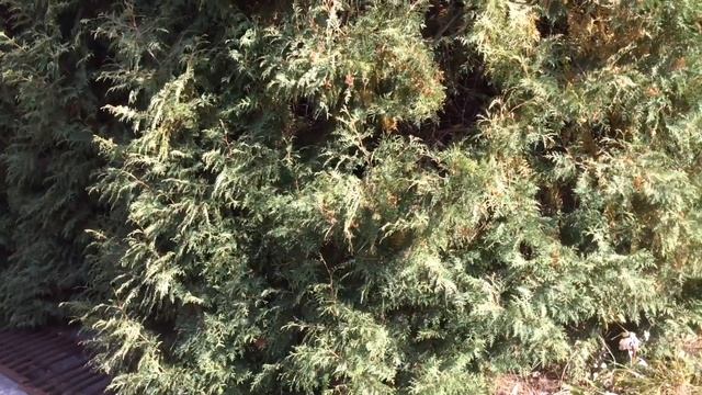 Туя Западная "Брабант". Thuja occidentalis “Brabant”. смотреть онлайн