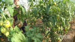 томат махитос ф1 на продленный оборот