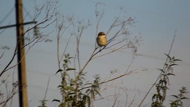 Сорокопут /Lanius/ Shrike (молодая птица, слёток) смотреть онлайн